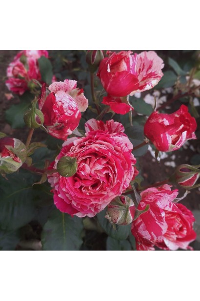 Обильное цветение роза Бест Импрешн